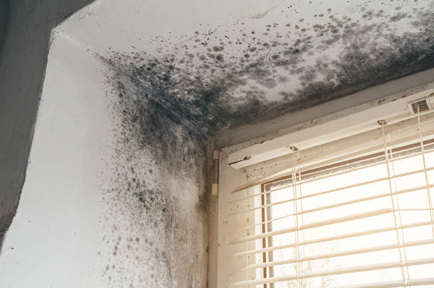 Affordable Attic Mold Removal solutions in Warren, OR